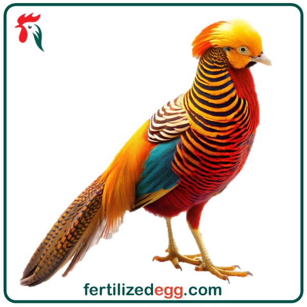 تخم نطفه دار قرقاول بلژیکی 